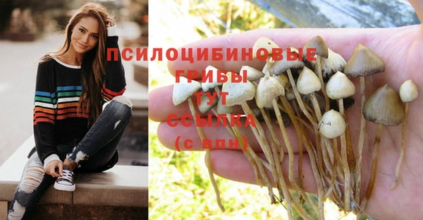стаф Каменногорск